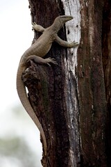 Bengal monitor (Varanus bengalensis) or common Indian monitor, is a monitor lizard found widely distributed over the Indian Subcontinent, as well as parts of Southeast Asia and West Asia. Close up.