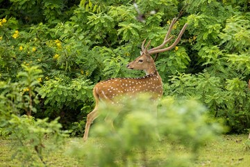 Axis, Axis indický, Spotted deer or Chital or axis axis at forest Sri Lanka,