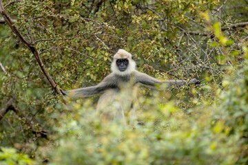  The tufted gray langur (Semnopithecus priam), also known as Madras gray langur, and Coromandel sacred langur 