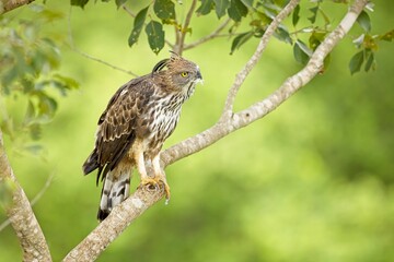 The changeable hawk-eagle (Nisaetus cirrhatus) or crested hawk-eagle is a large bird of prey species. Close-up wildlife photography. Spotted during the safari at Wilpattu national park in Sri Lanka. 