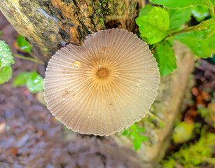 Parasola Auricoma adalah spesies jamur agaric dalam keluarga Psathyrellaceae.