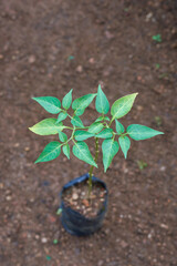 close-up of young chilli plant grown in grow bag, common vegetable plant used for spicy taste fruits in the garden, selective focus with copy space 