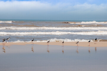 seagulls on the beach