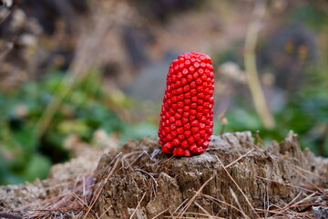 wild berry growing from a stump