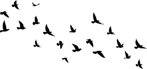 Flying birds silhouettes pattern wallpaper. PNG transparent. isolated bird flying. tattoo design. template for card, package, and wallpaper.
