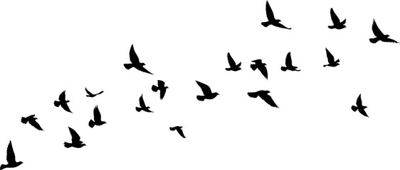 Obraz premium Flying birds silhouettes pattern wallpaper. PNG transparent. isolated bird flying. tattoo design. template for card, package, and wallpaper. 
