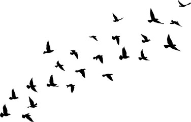 Flying birds silhouettes pattern wallpaper. PNG transparent. isolated bird flying. tattoo design. template for card, package, and wallpaper.

