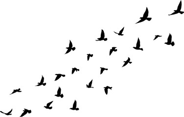 Flying birds silhouettes pattern wallpaper. PNG transparent. isolated bird flying. tattoo design. template for card, package, and wallpaper.
