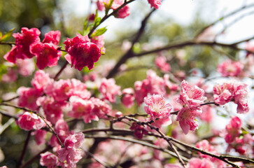 Fototapeta na wymiar Close up of Flowers in full bloom in springtime.