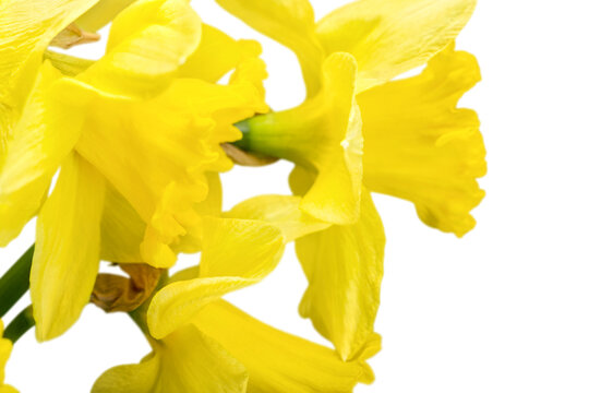The spring cute yellow daffodils