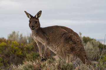 Young Kangaroo on the coast of Australia. Close up of the body. Photographed in the wild