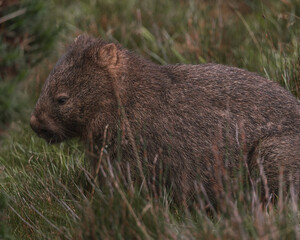 Australian Wombat in the nature