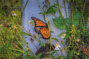 Orange trapped butterfly on the wall