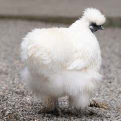 烏骨鶏のモフモフおしり