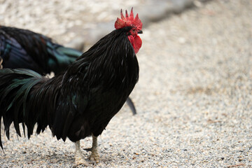 遠くを見つめる黒い雄鶏(日本)