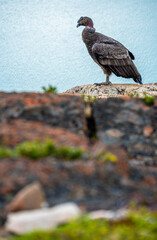 Pajaro Torres del paine Condor