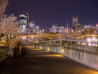 Fototapeta na wymiar 天満橋付近の夜桜