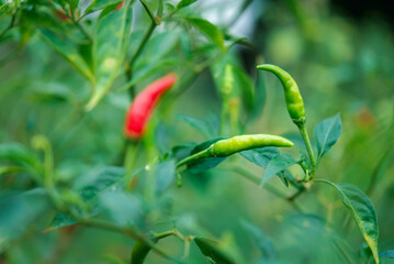 Chilli peppers or red and green chilies in farm