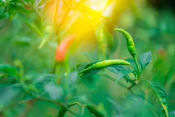 Chilli peppers or red and green chilies in farm