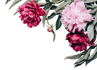 Beautiful peonies flowers frame on a transparent background. Festive floral background