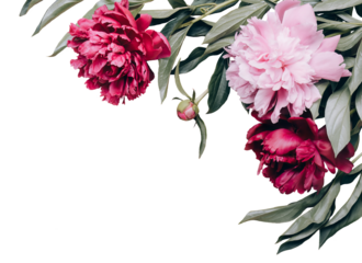 Beautiful peonies flowers frame on a transparent background. Festive floral background