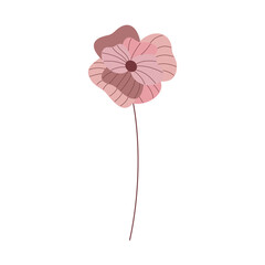 luxury pink poppy flower