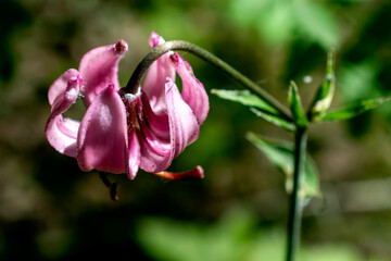 Lily martagon, a beautiful forest pink flower