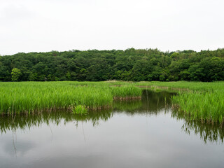 Fototapeta na wymiar 葦の広がる湿地