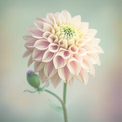 Soft romance dahlia flower in sweet pastel tone background. Generative AI
