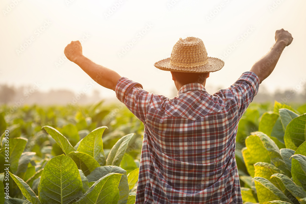 Canvas Prints happy farmer. asian farmer working in the field of tobacco tree, spread arms and raising his success