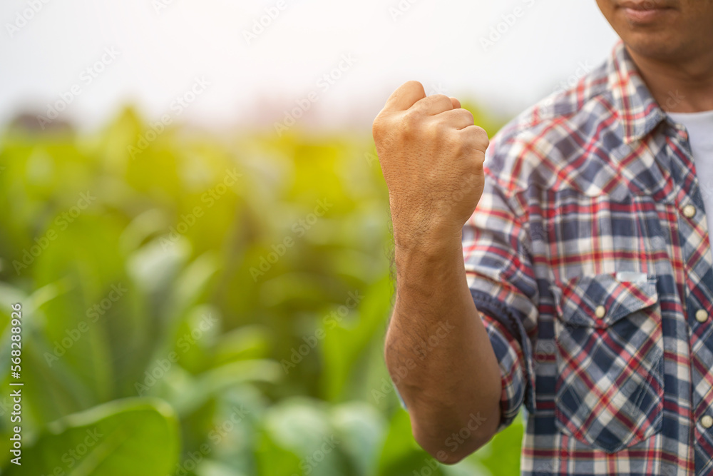 Wall mural Asian farmer working in the field of tobacco tree and raising his success fist happily with feeling very good while working. Happyness for agriculture business concept.