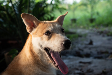 Naklejka na ściany i meble Thai brown stray dog playing with joy and happy