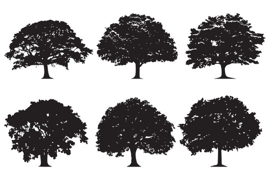 Black tree silhouettes on white background. Red maple, sugar maple, oak, poplar, green oak, birch, mango. Vector illustration.
