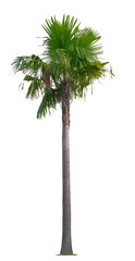 Fototapeta premium Beautiful coconut palm tree isolated on white background. Suitable for use in architectural design or Decoration work.