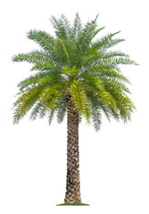 Beautiful coconut palm tree isolated on white background.