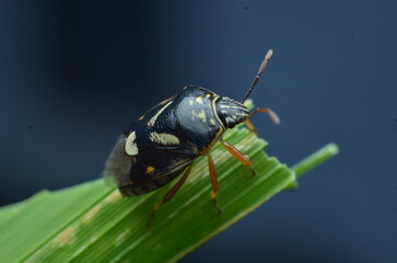 bug on a leaf