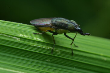 Insect 