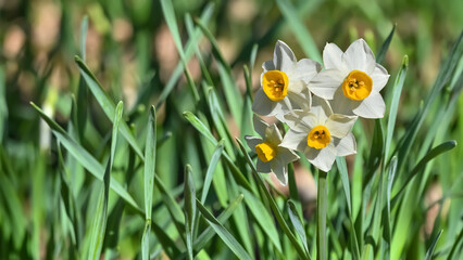 水仙の花(Narcissus)　