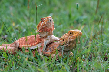 bedarded dragon lizard on grass