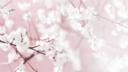 Obraz premium Spring natural image. Lovely fresh cherry flowers in the garden.