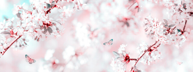 Blossoming cherry and butterflies in the spring garden.
