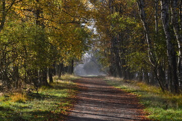 Trail in Fog in the Heath Lüneburger Heide, Schneverdingen, Lower Saxony