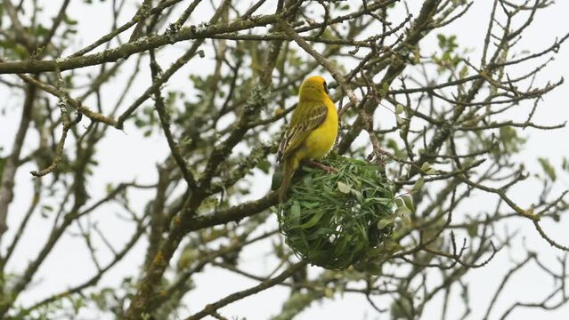 Southern Masked Weaver Male in nest construction
Kruger National Park, South Africa, 2022
