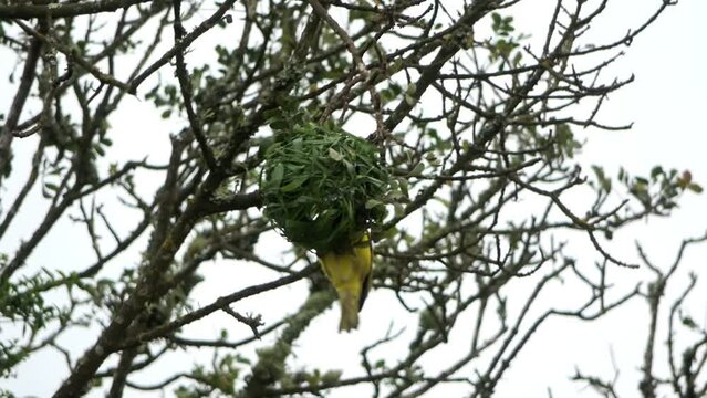 Southern Masked Weaver Male  working on Nest
Kruger National Park, South Africa, 2022
