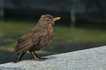Blackbird chick on a dark background. Little songbird. A thrush chick. City birds. Krakow, Poland.