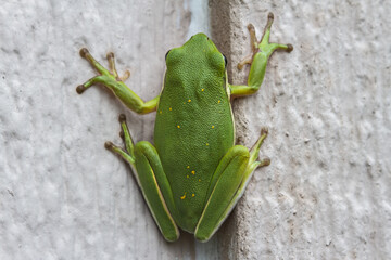 American Green Tree Frog
