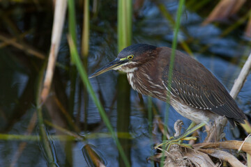 Green Heron hunting for meal in wetlands reeds.