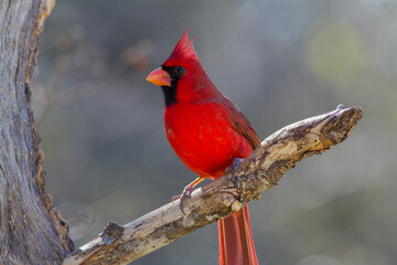 Northern Cardinal posing on limb.