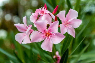 Obraz na płótnie Canvas Oleander. Pink beautiful and delicate flowers