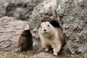穴から顔を出すプレーリードッグ